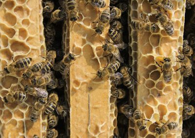 Bienenrähmchen