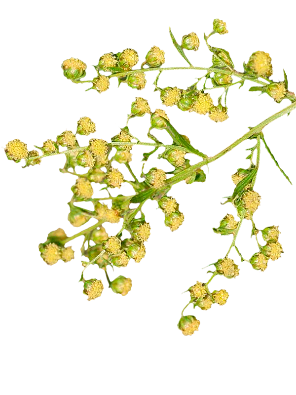 Artemisia annua – Einjähriger Beifuss