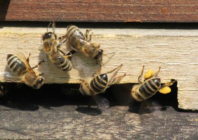 Biene mit Pollen im Pollenhöschen