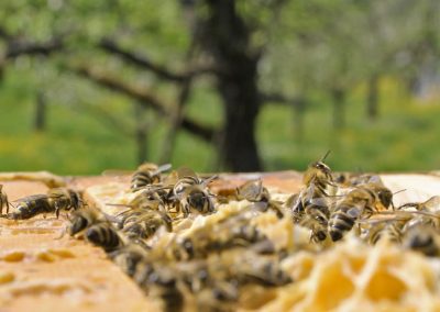 Bienen auf Rähmchen an einer Obstbaumwiese